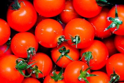 Close-up of fresh, vibrant cherry tomatoes glistening with morning dew inside a polyhouse at Grovera Farms.