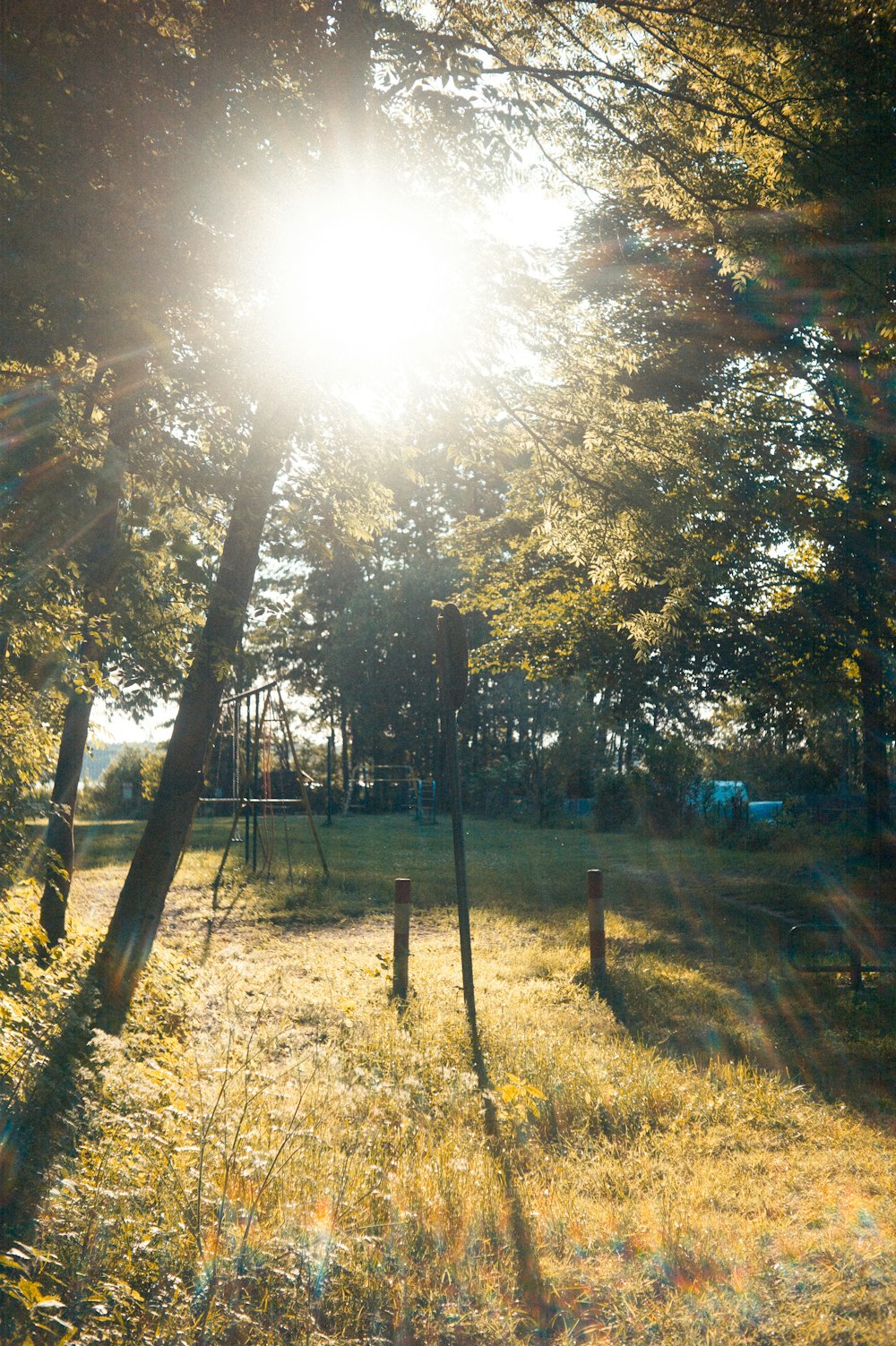 green trees on green grass field during daytime