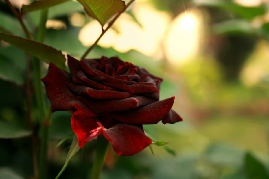 A close-up of a deep red rose in bloom with velvety petals, surrounded by green foliage. The lighting creates a soft, warm glow in the background, emphasizing the delicate textures of the petals.