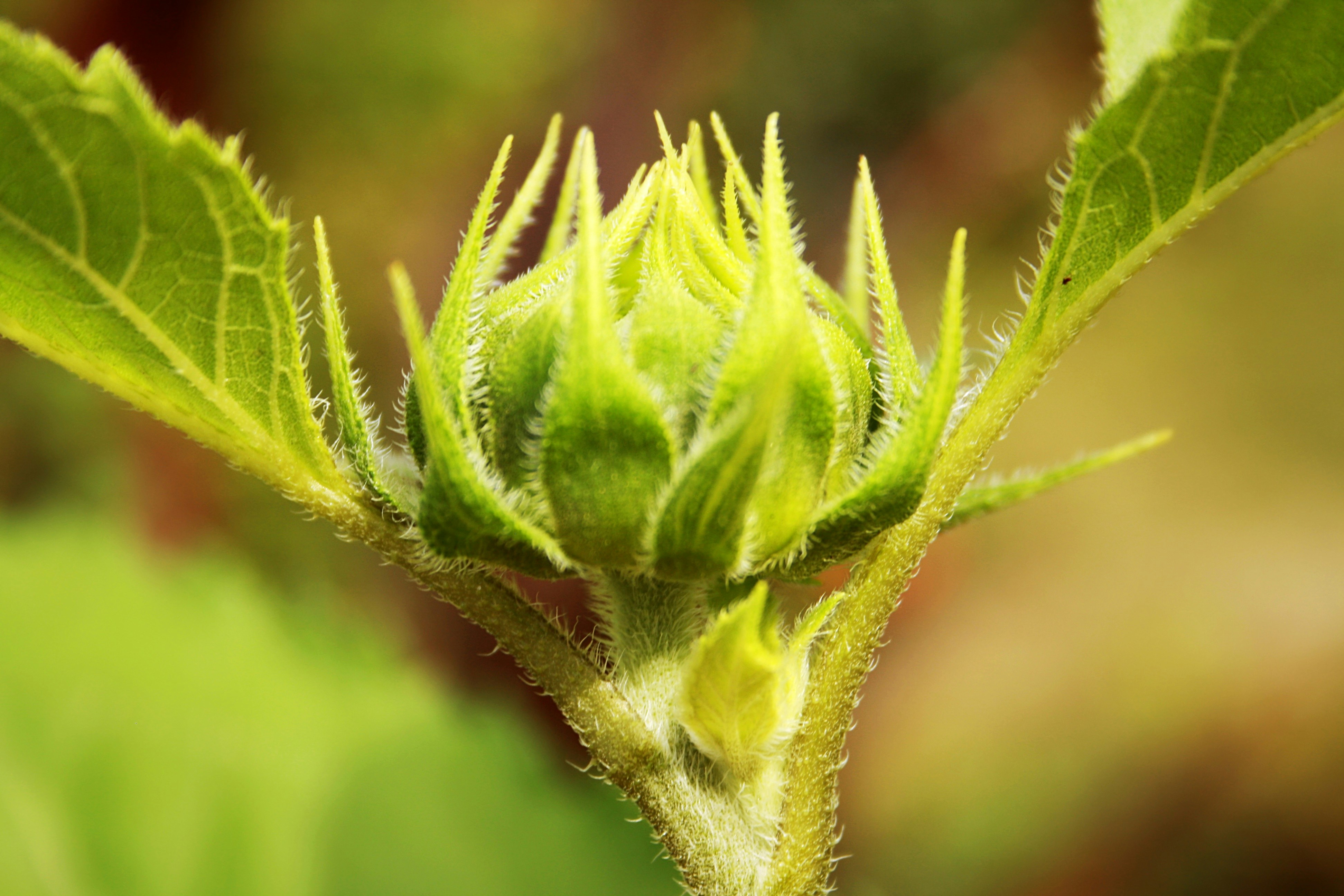 Photo by areeshm_007