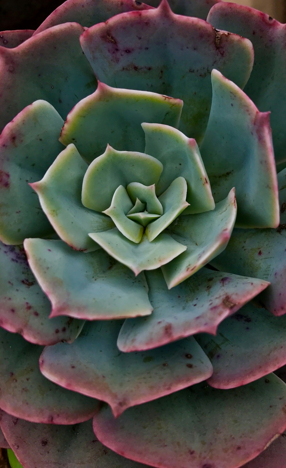 green and red succulent plant