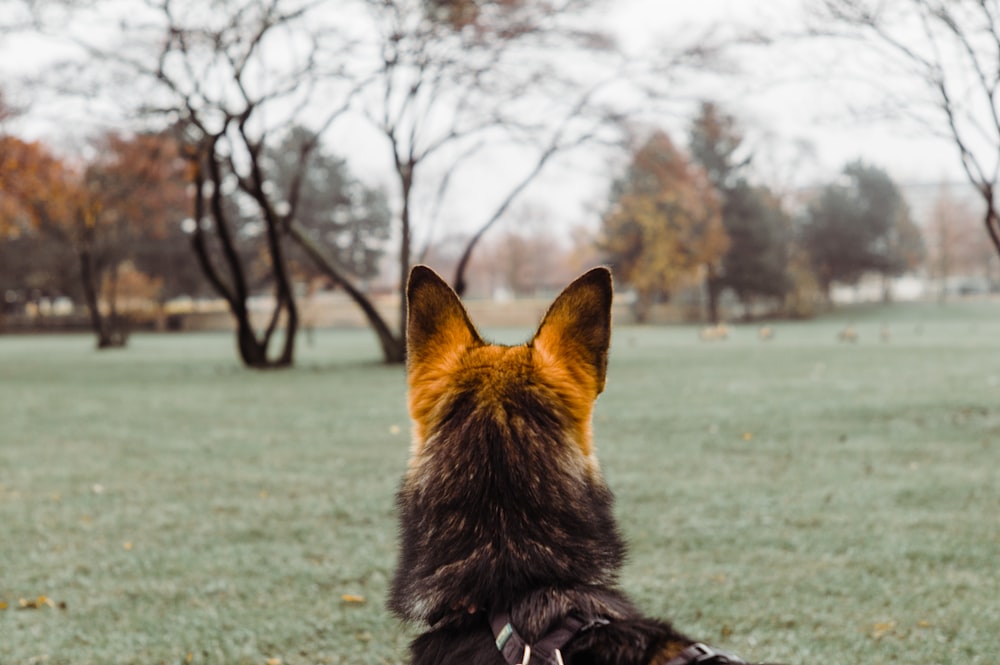 black and tan german shepherd on green grass field during daytime