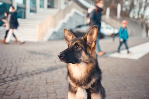 A German Shepherd dog is sitting attentively on a cobblestone street with a blurred background that includes people walking and a set of stairs leading to a building. The dog has a focused expression, and the warm sunlight casts a soft glow on its fur.