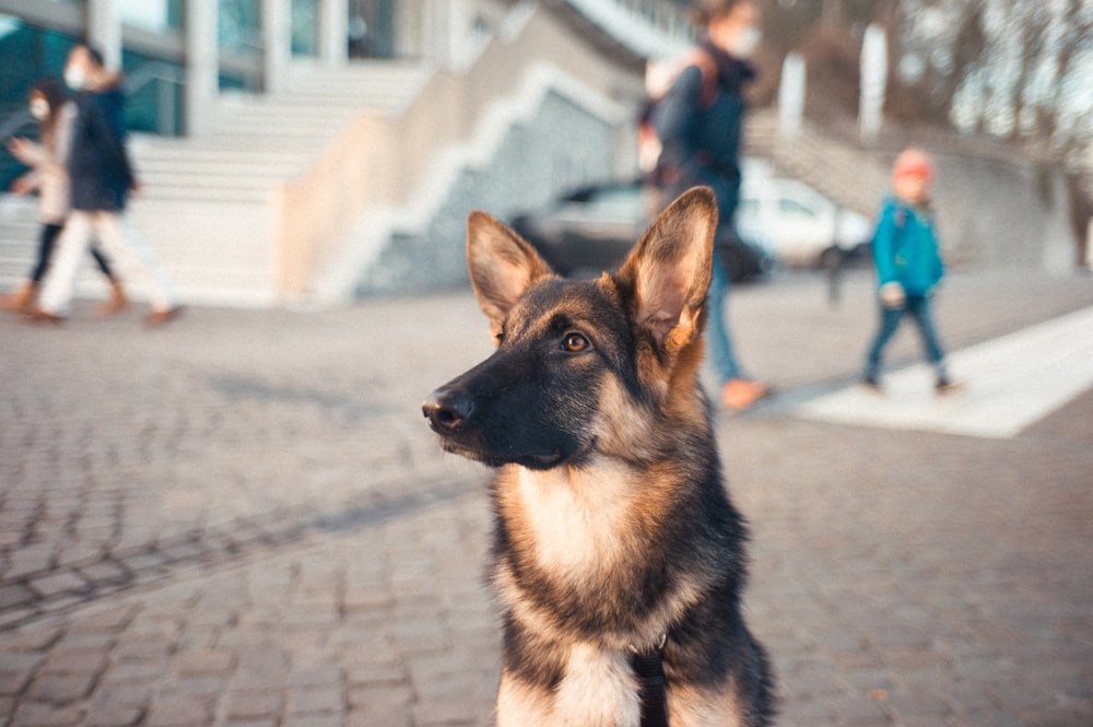 black and tan german shepherd sitting on the street during daytime