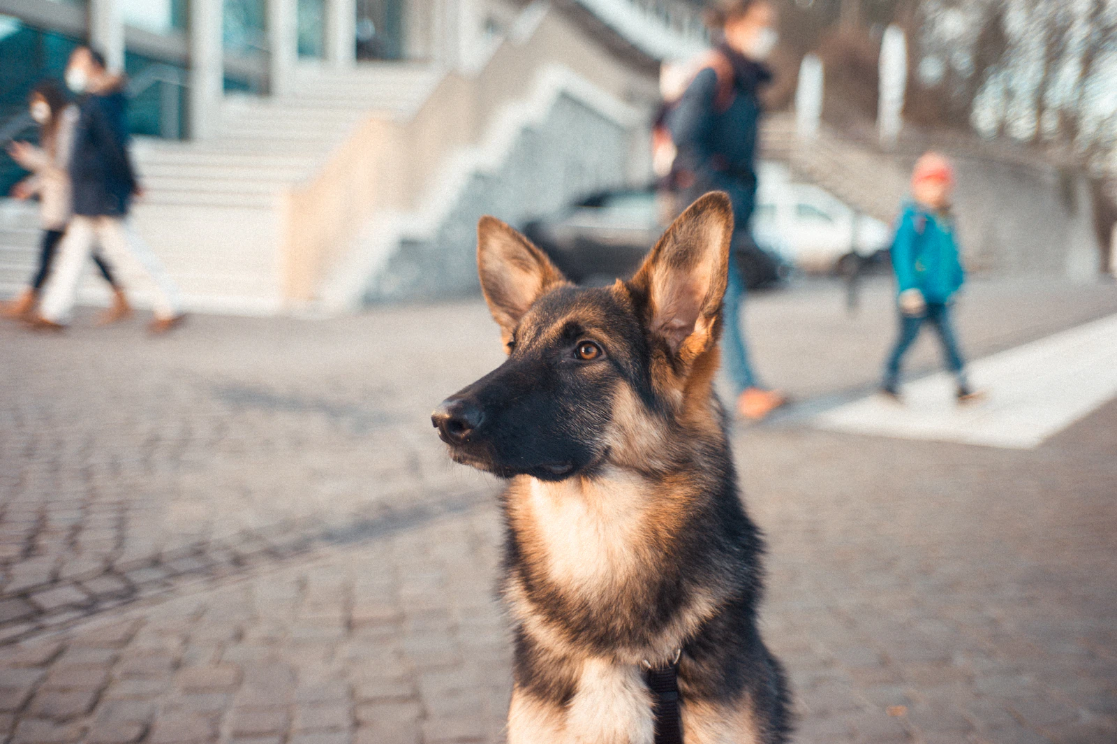 Perro cruzando con su dueño una calle de una ciudad alemana