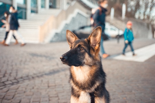 A German Shepherd dog is sitting attentively on a cobblestone street with a blurred background that includes people walking and a set of stairs leading to a building. The dog has a focused expression, and the warm sunlight casts a soft glow on its fur.