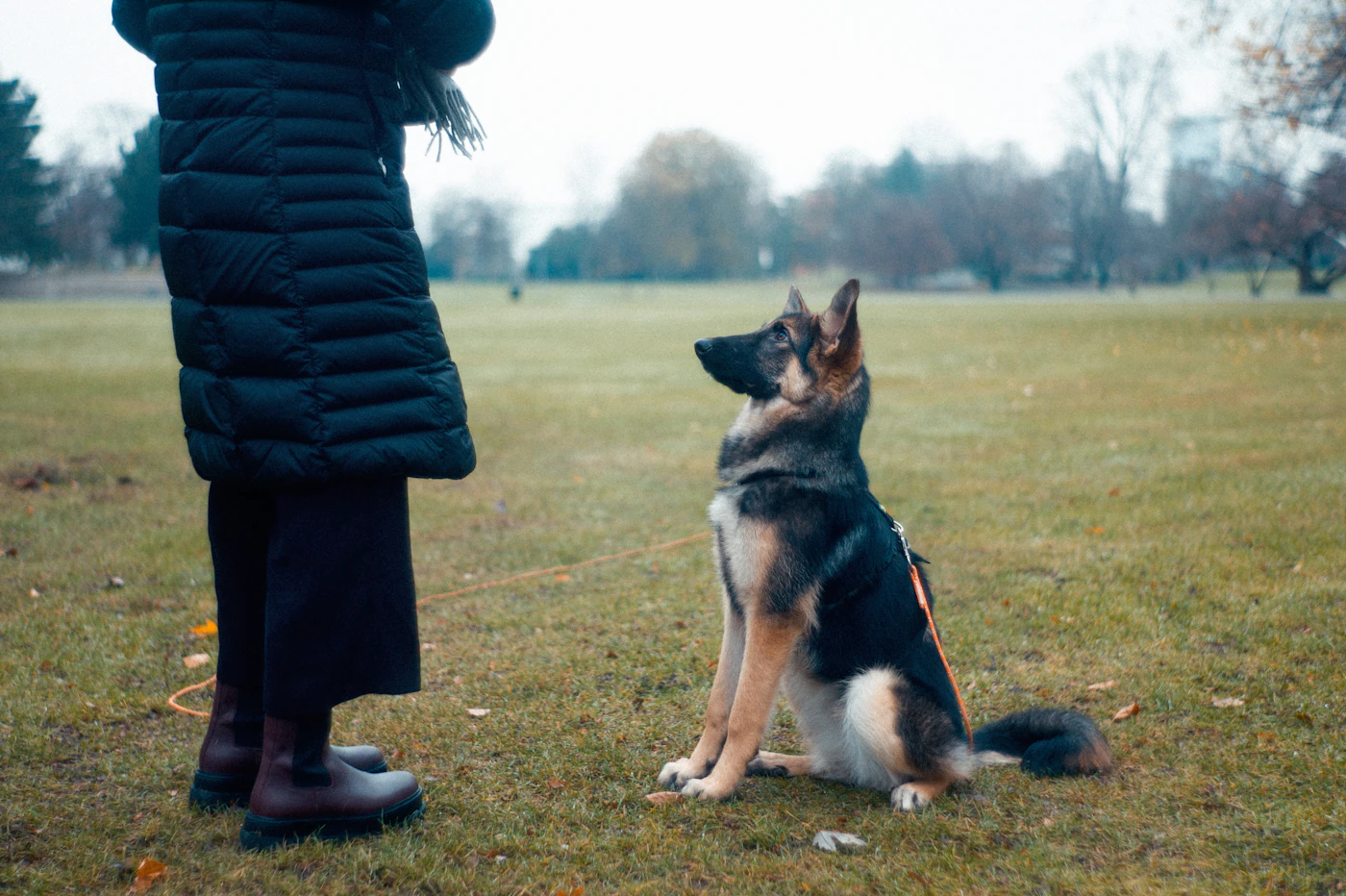 A harnessed German Shepherd holding a steady attentive sit and looking up at its handler in an open field during a training session