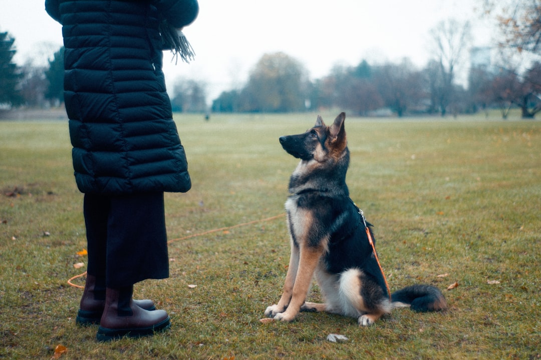 Innovative Solutions: Transforming Stubborn Dog Behavior with Dayton Off-Leash K9 Training