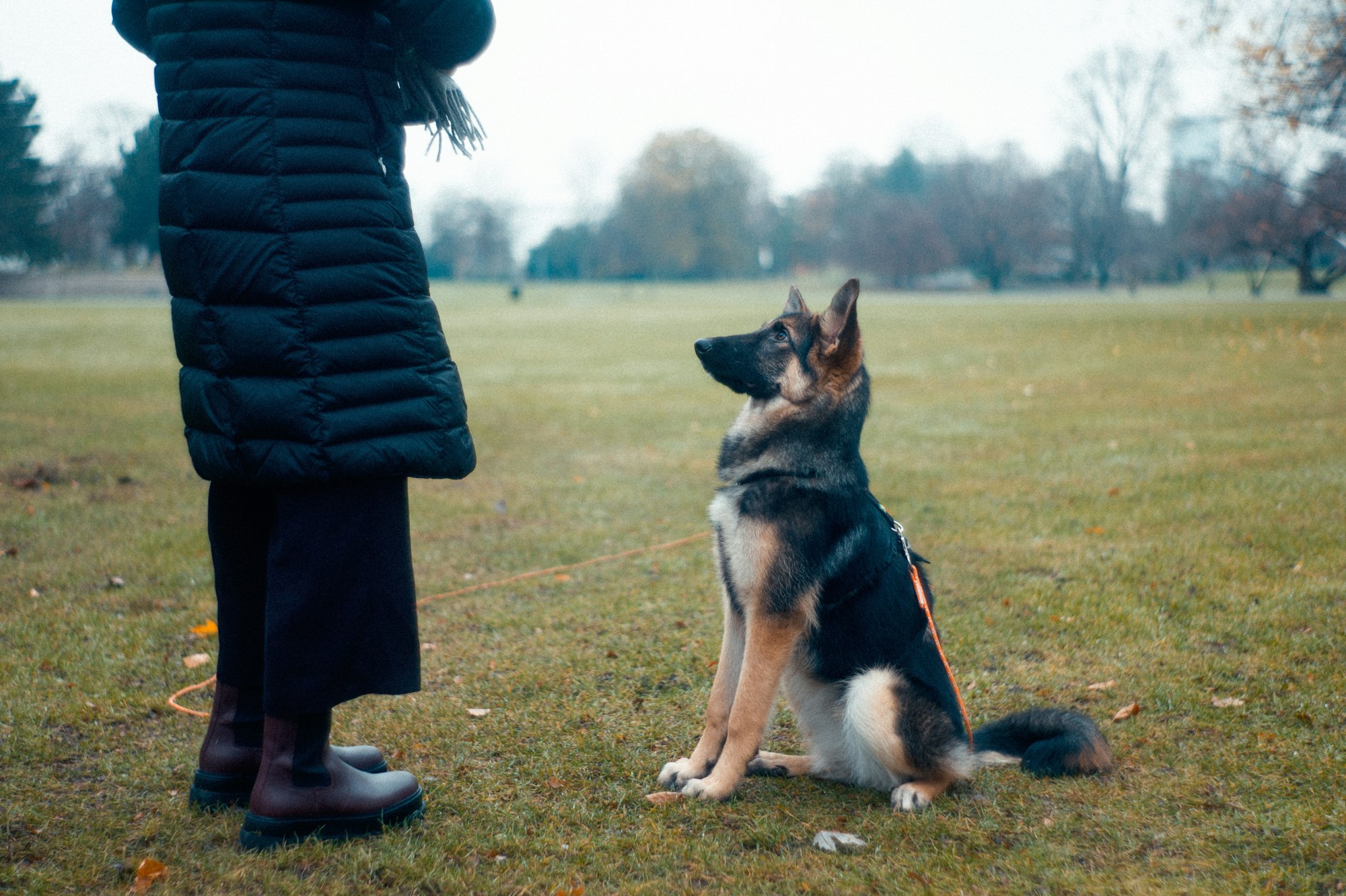 person in black jacket standing in front of a dog during daytime