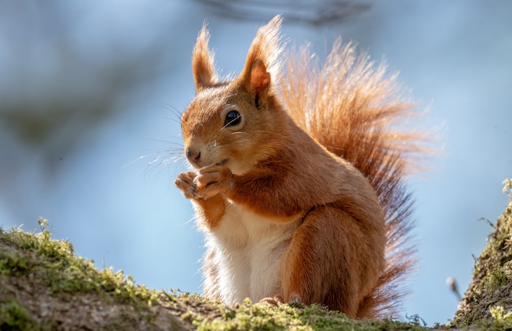 scoiattolo marrone su erba bianca e verde durante il giorno