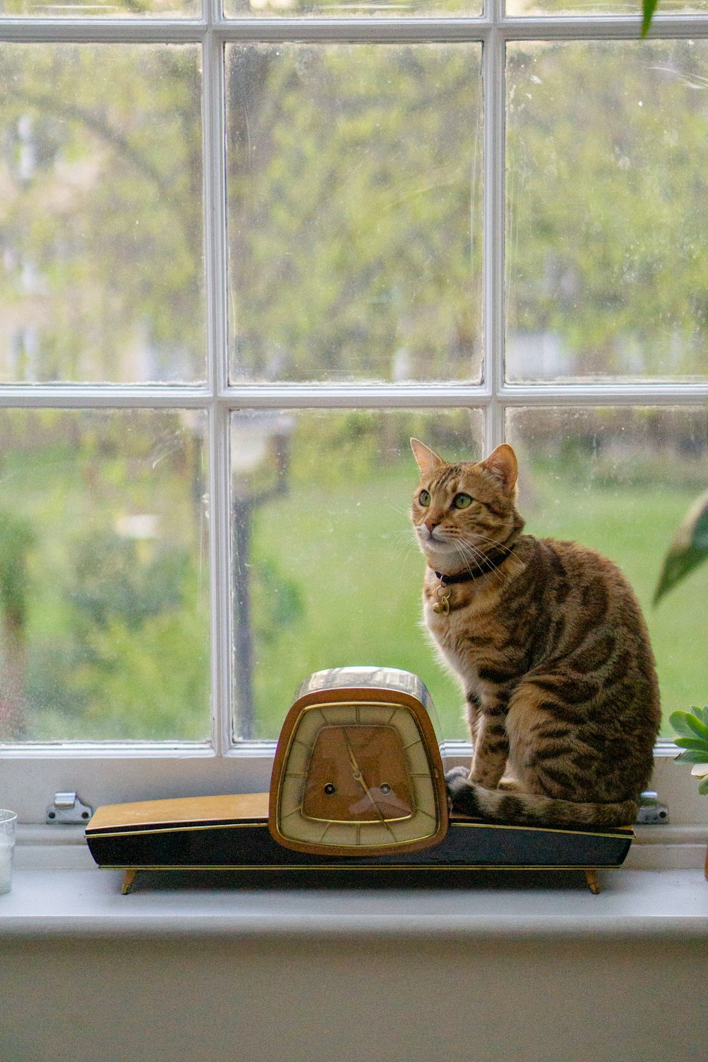 brown tabby cat on window