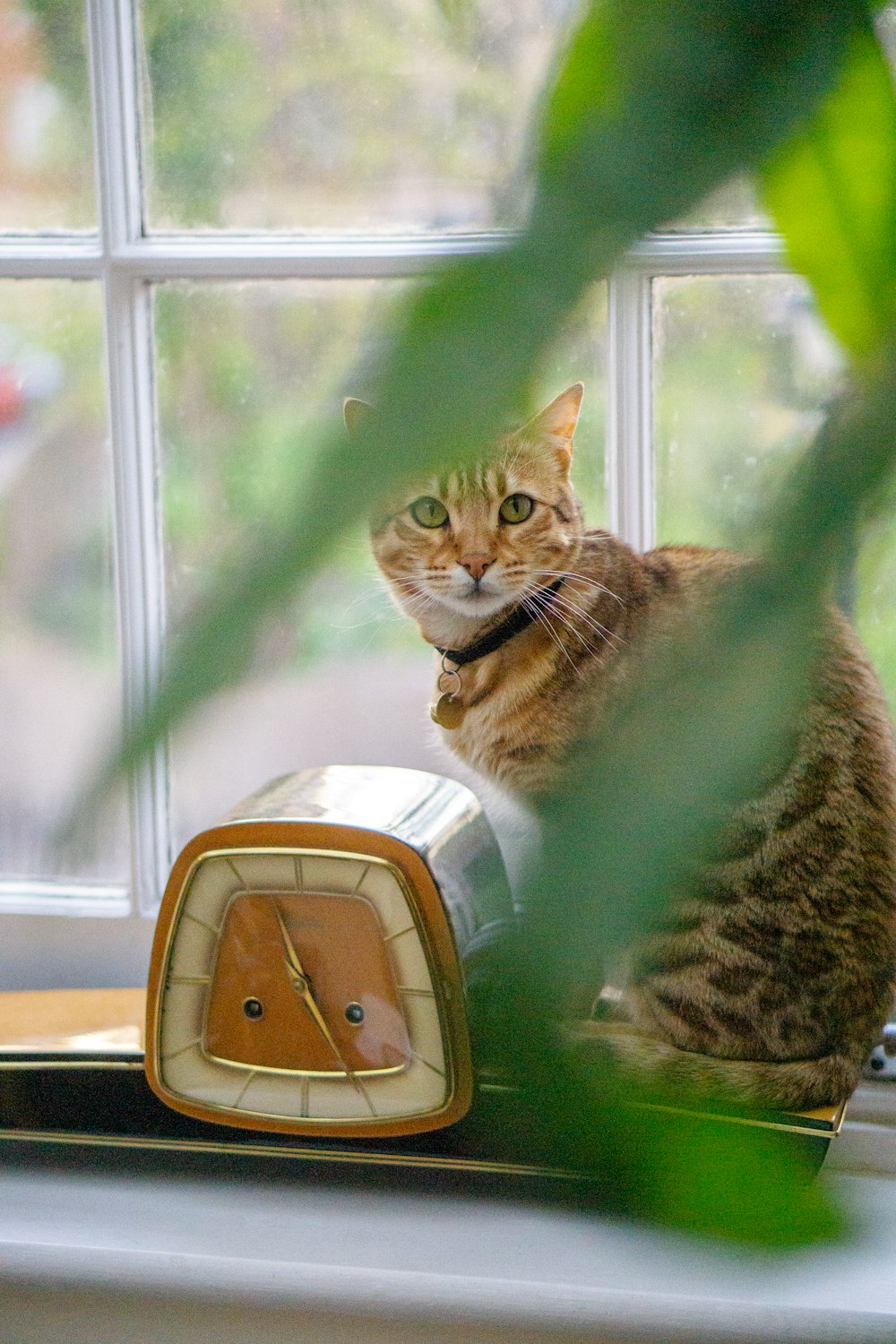 brown tabby cat on white and brown luggage