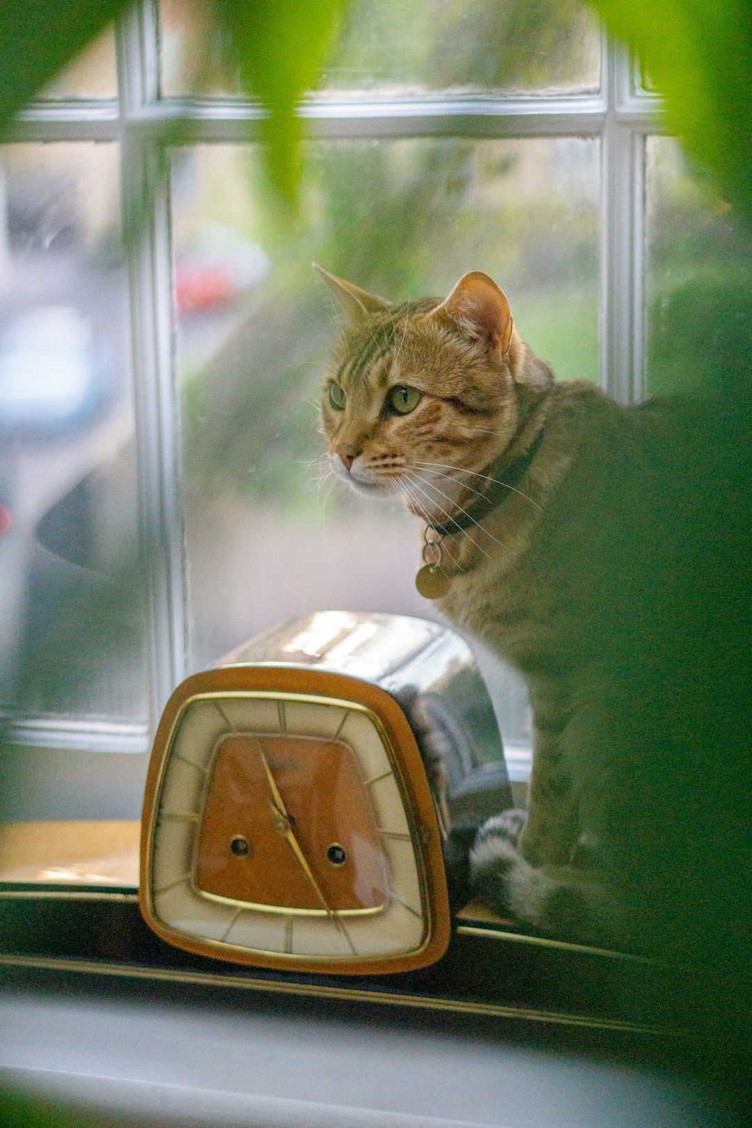 brown tabby cat on white and brown plastic chair