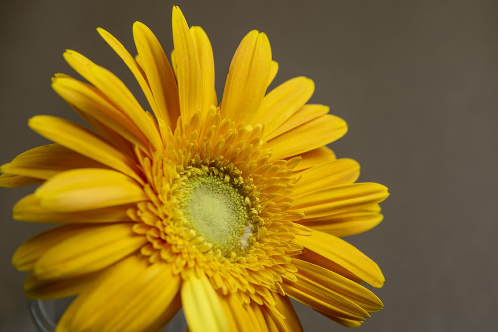 yellow sunflower in close up photography