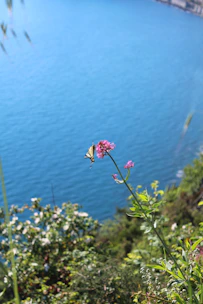 Users' animated pets interacting gently near a tranquil lake with flowers and butterflies.