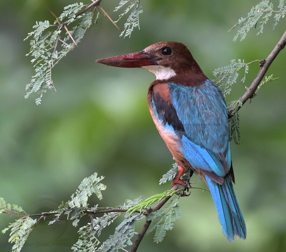 blue and brown bird on tree branch