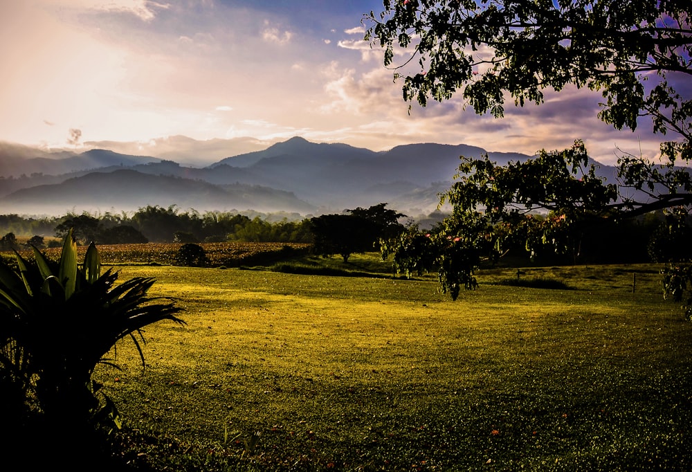 green grass field with trees and mountains in distance