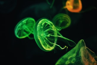 blue and green jellyfish illustration