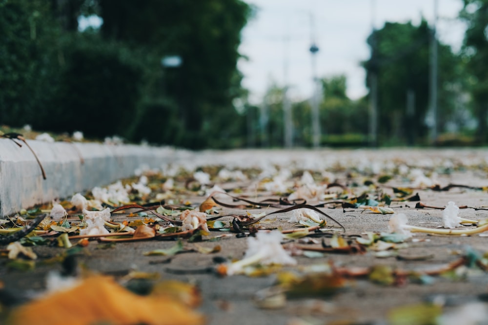 brown leaves on the ground