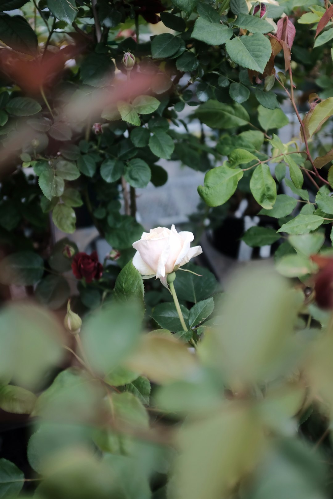 white flower with green leaves