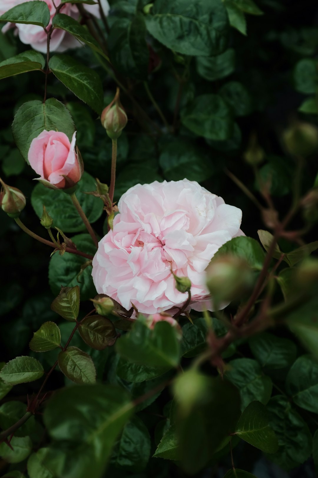 pink rose in bloom during daytime