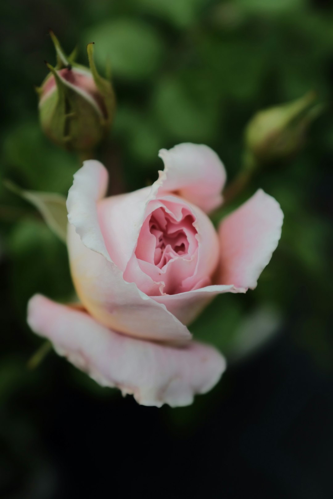 pink rose in bloom during daytime