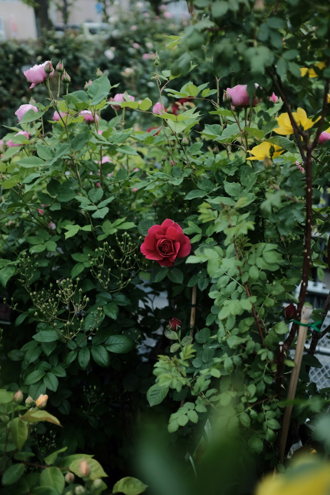 red rose in bloom during daytime