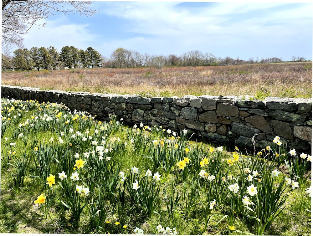 yellow flower field near gray concrete wall during daytime