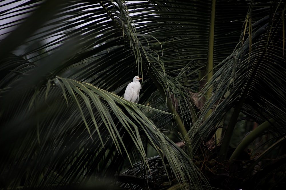 pássaro branco na palmeira verde