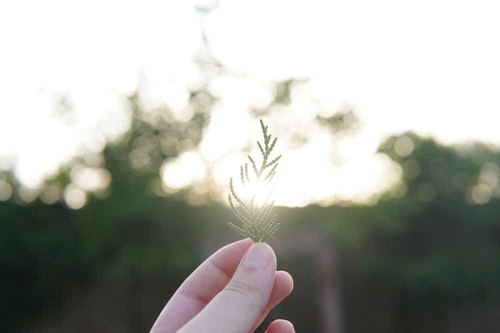 person holding green and white plant