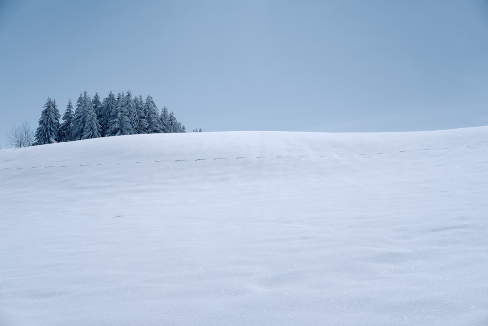 green trees on snow covered ground under blue sky during daytime