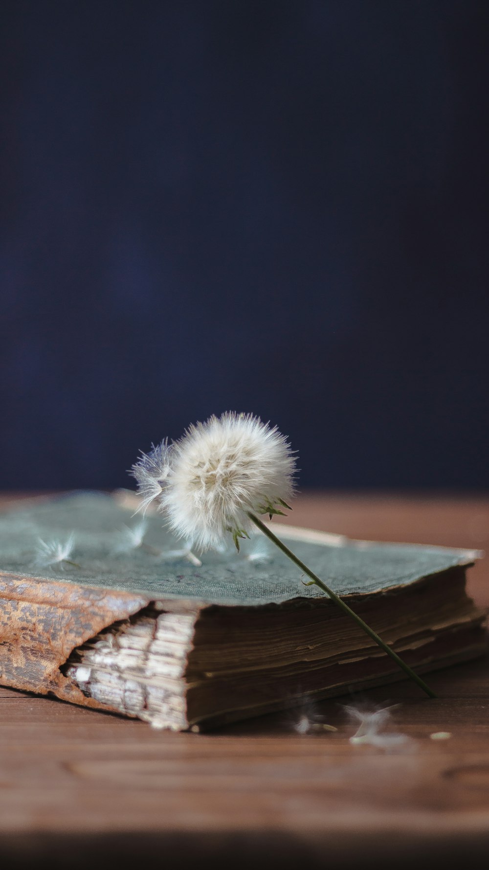 white dandelion on brown wooden surface