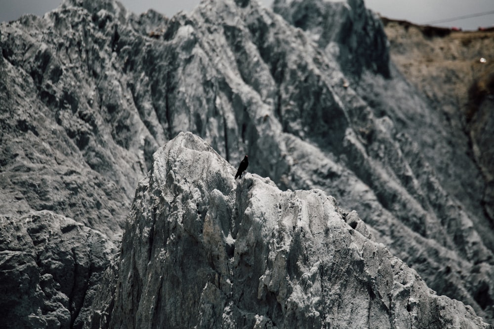black bird on gray rock formation during daytime