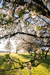white and pink flower tree on green grass field during daytime