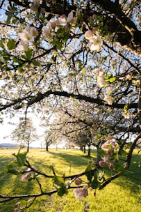 white and pink flower tree on green grass field during daytime
