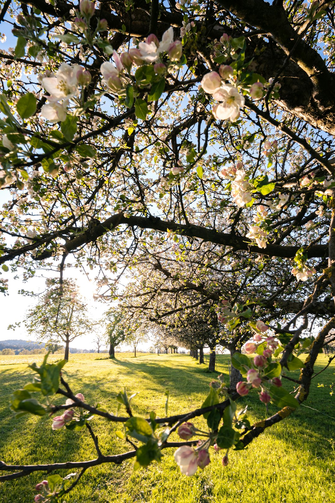 white and pink flower tree on green grass field during daytime