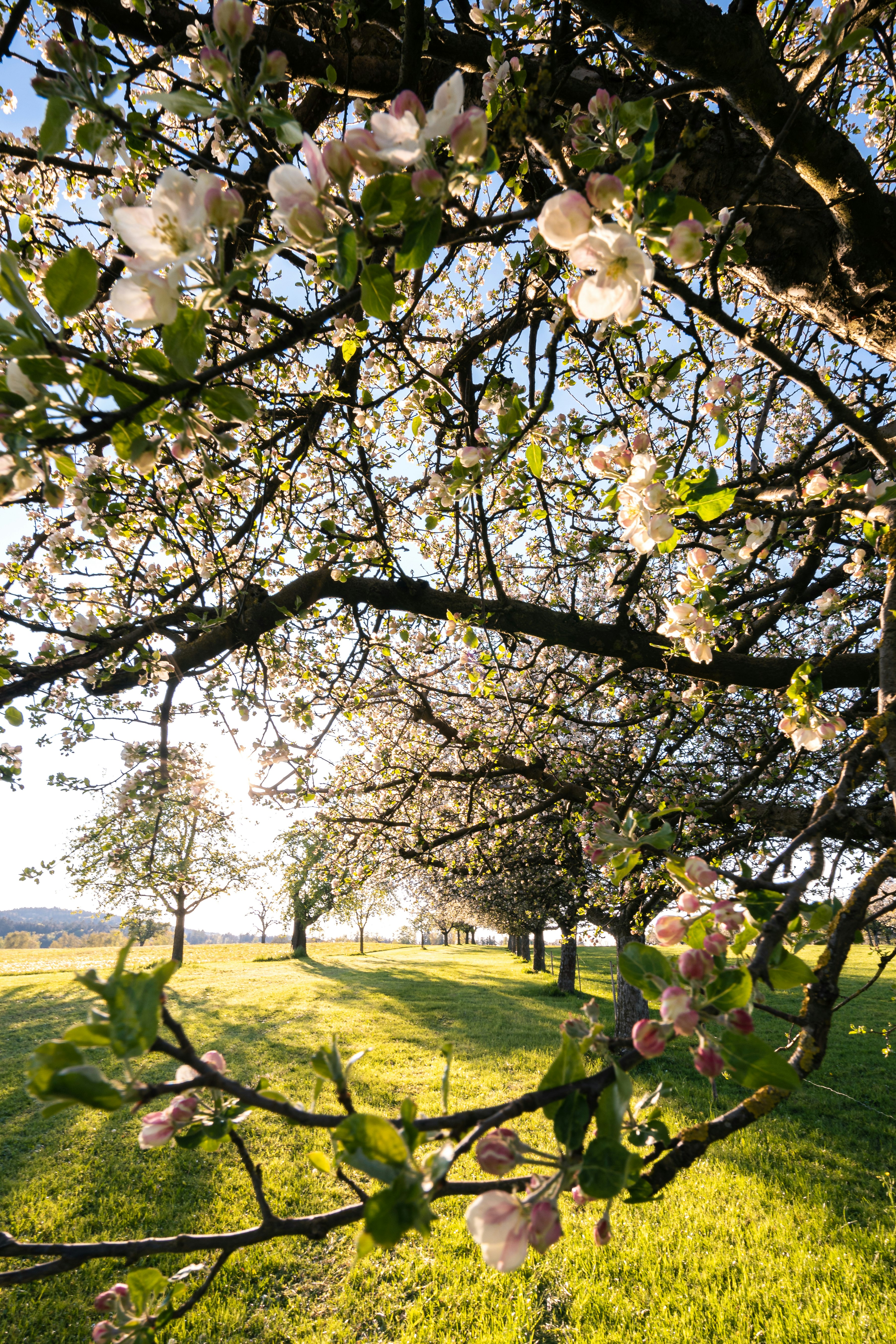 white and pink flower tree on green grass field during daytime