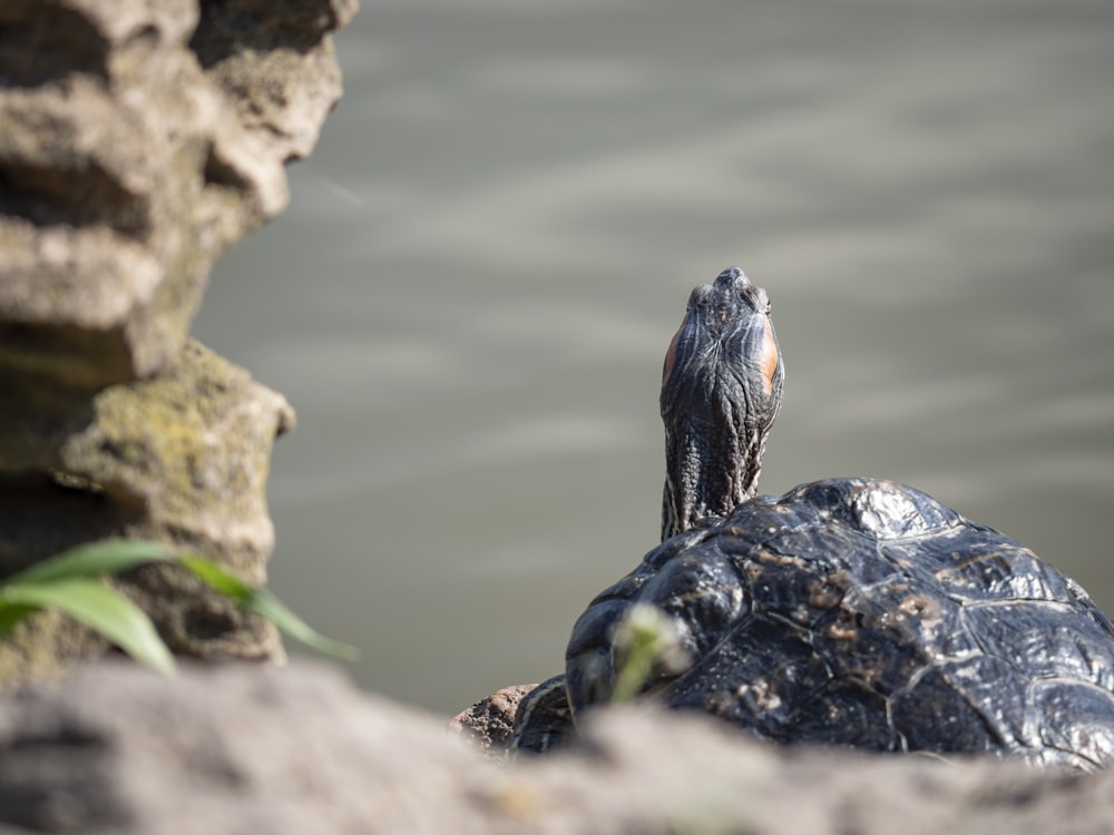 black and white sea creature on rock