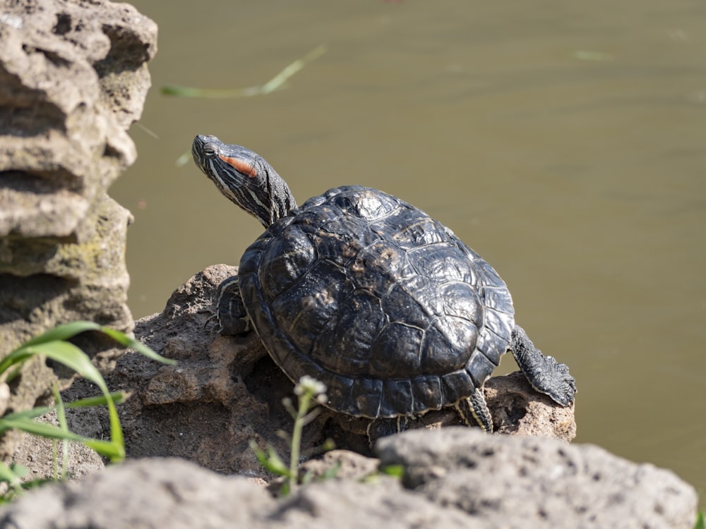 black turtle on brown rock near water during daytime