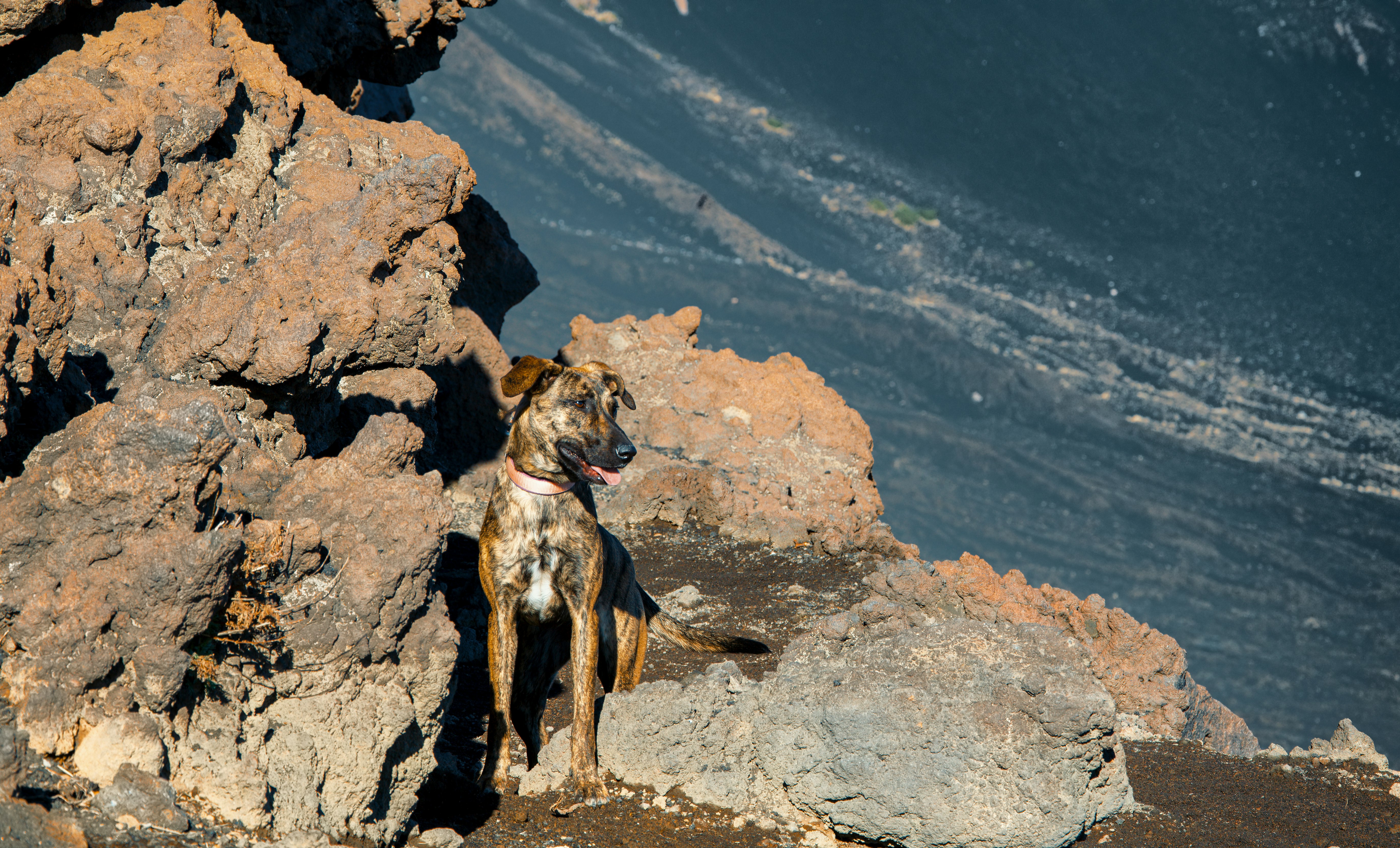 brown and black short coated dog on gray rock during daytime