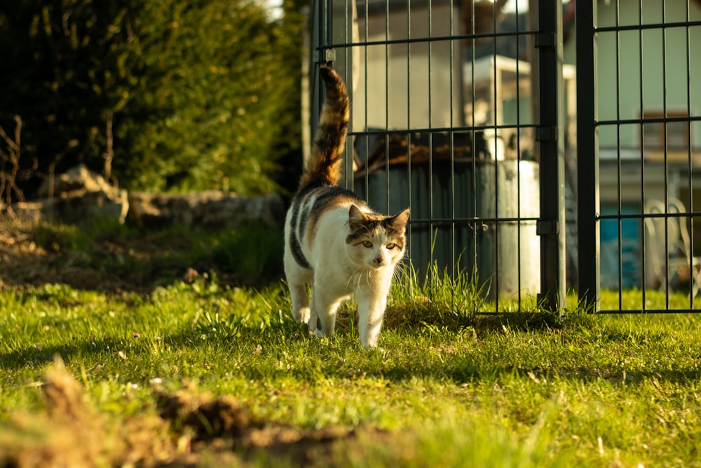 white and brown cat on green grass field