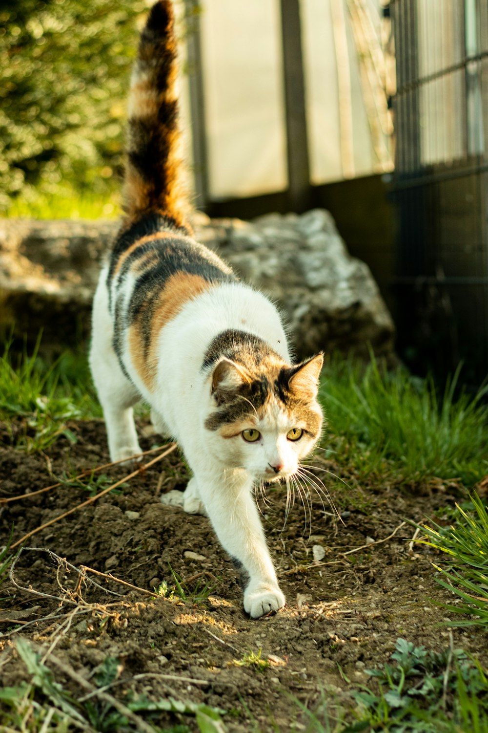 white brown and black cat walking on brown soil