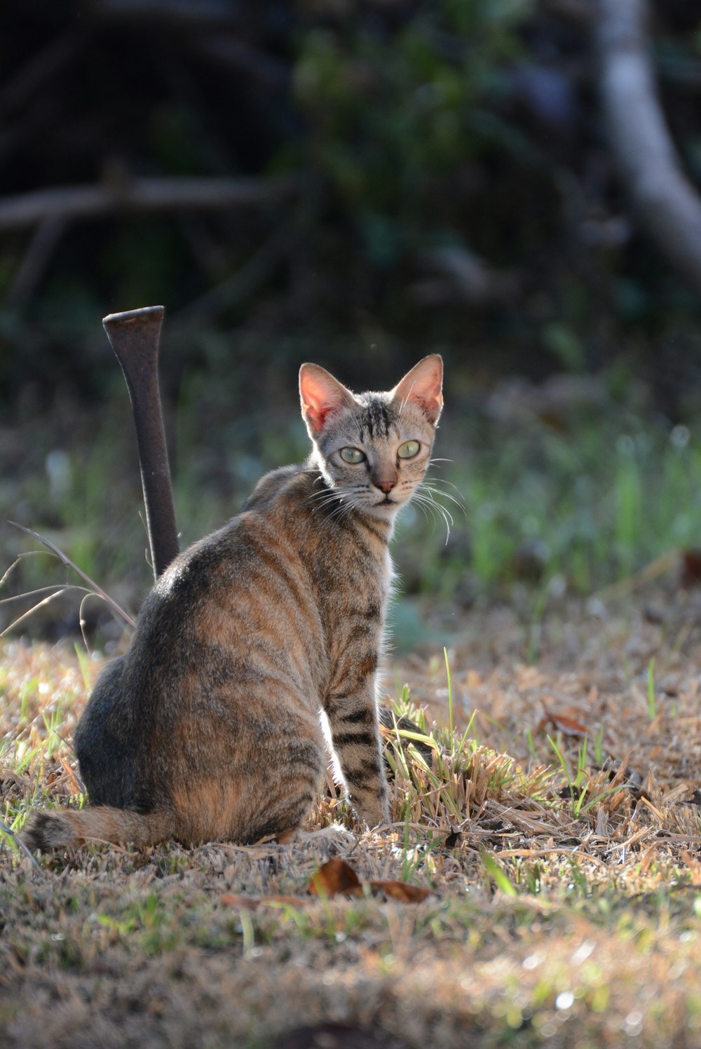 brown tabby cat on brown grass during daytime