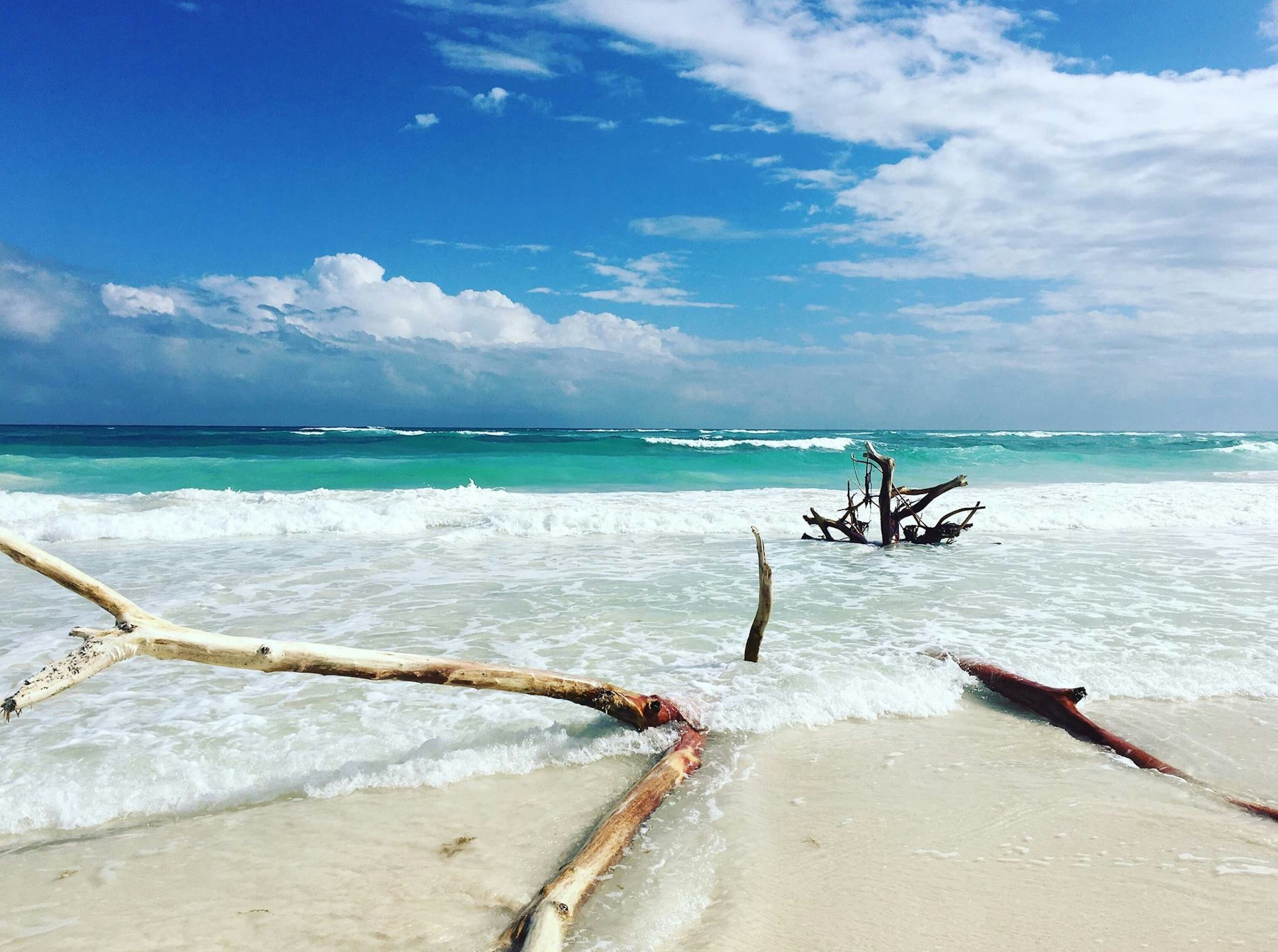 brown tree trunk on beach during daytime, Un sueño.