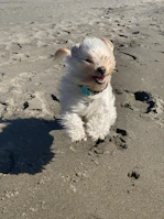A happy medium-sized dog running on the beach with a vibrant red personalized pet tag.