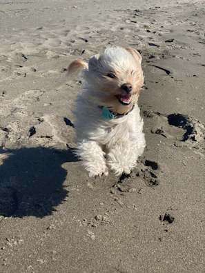 A happy medium-sized dog running on the beach with a vibrant red personalized pet tag.