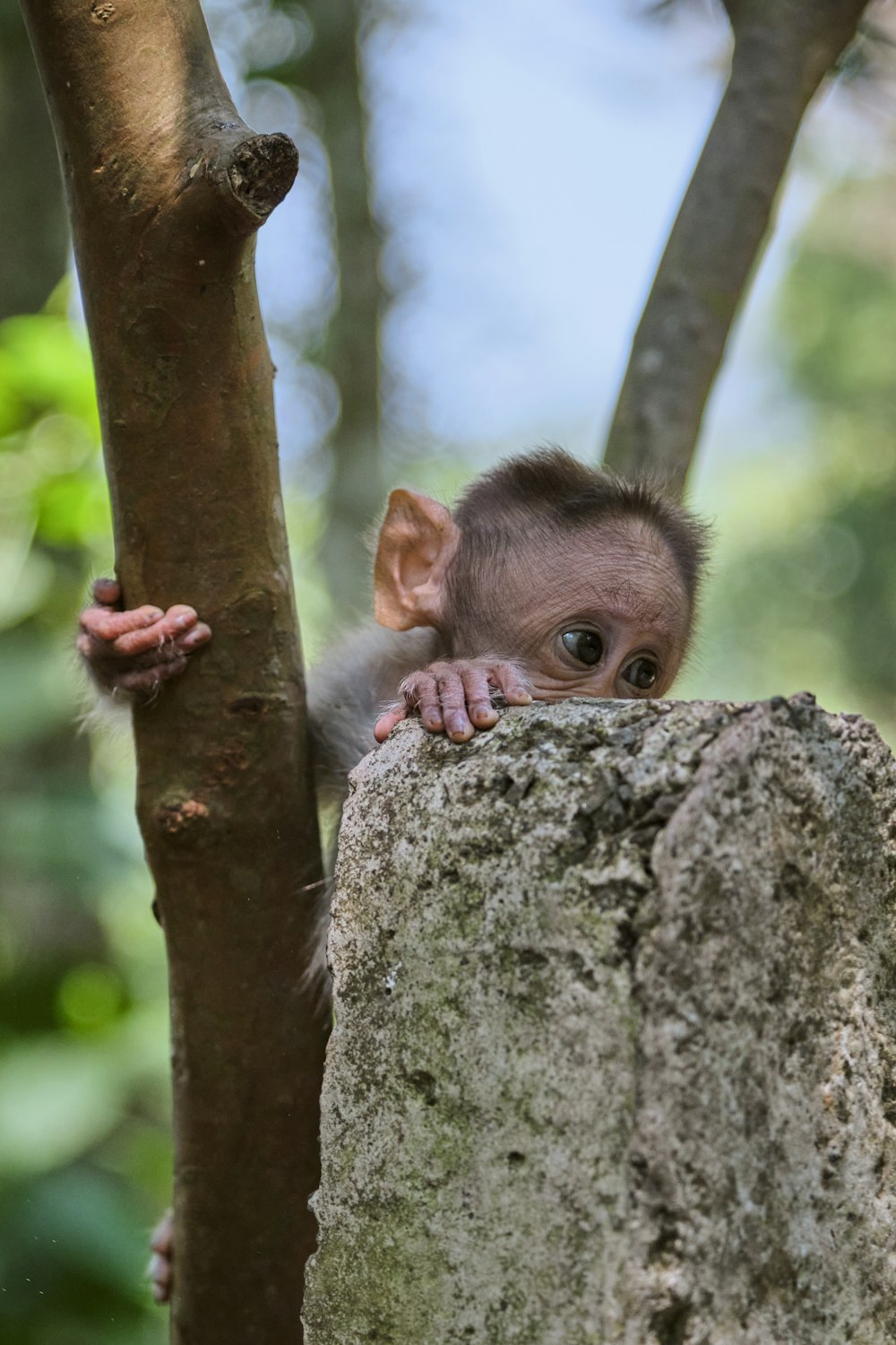 brown monkey on brown tree branch during daytime