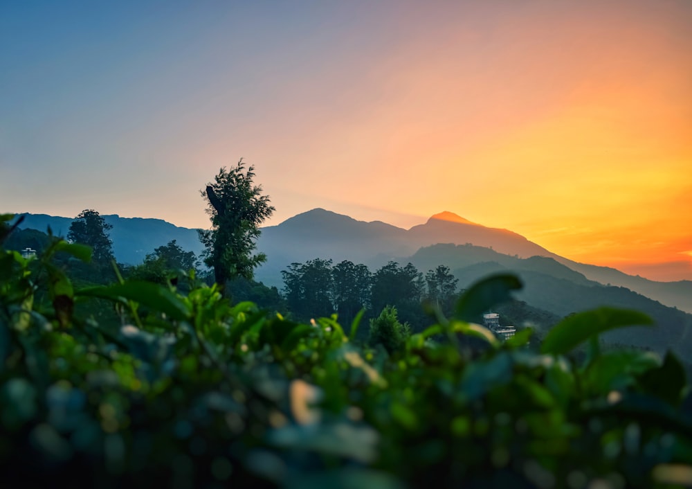 plantas verdes perto da montanha durante o pôr do sol