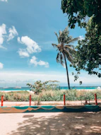 palm trees on beach shore during daytime