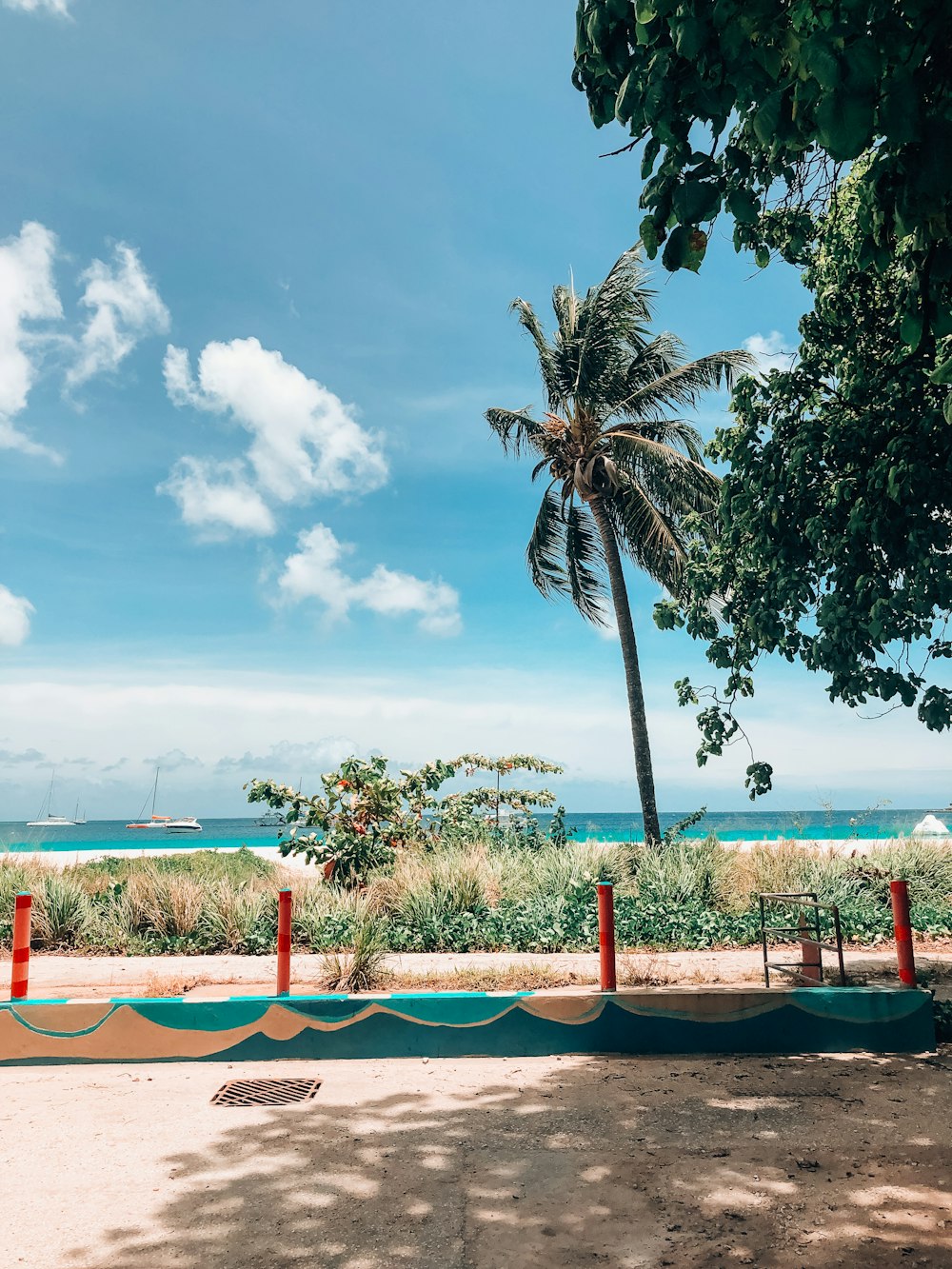 palm trees on beach shore during daytime